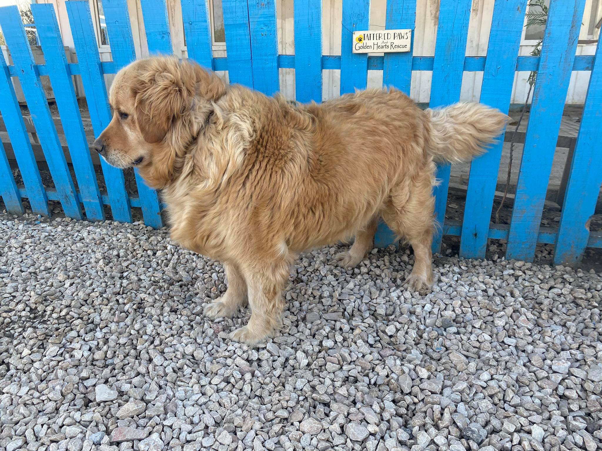 Baklava (fka Thelma)